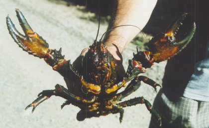 The Euastacus kershawi crayfish.